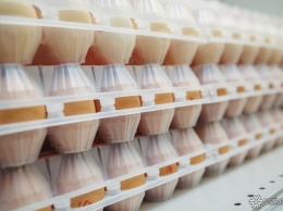 Российские торговые сети поднимут цены на куриные яйца и мясо
