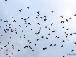 Перелетные птицы массово разбиваются об небоскребы в Нью-Йорке