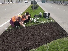 Виола, тюльпаны и крокусы: 200 тыс. цветов высадят осенью в Краснодаре