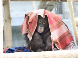 Калининградский зоопарк собирает одеяла для орангутанов