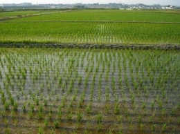 Сто сорок тысяч тонн кубанского риса