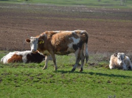 В четырех саратовских селах у коров обнаружен лейкоз