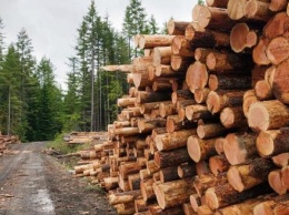 Калужскую древесину вывозят в Германию, Латвию, Польшу и другие страны Европы