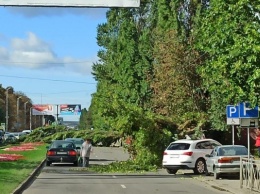 В Калининграде на проспекте Калинина упали два дерева, дорога перекрыта (фото)