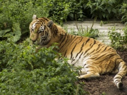 В Калининградском зоопарке умер тигр Тайфун