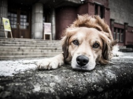 Жители Белгорода могут помочь бездомным собакам