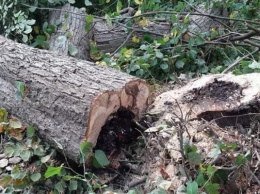 Дятлова: в Космодемьянского удалось спасти 24 дерева, которые ГИБДД требовала срубить