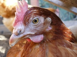 В Саратовской области обнаружен птичий грипп