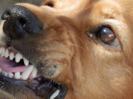 В Краснодаре бродячая собака напала на ребенка возле школы. Прокуратура проводит проверку