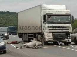 В Краснодарском крае грузовик сбил трех лошадей