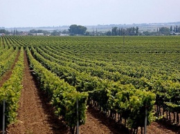 Виноградарство выделили в качестве самостоятельного вида разрешенного использования земельных участков