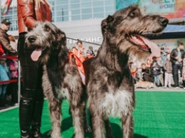 В Белгороде прошел первый фестиваль собак
