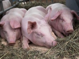 Новые случаи африканской чумы свиней в Калужской области привели к карантину