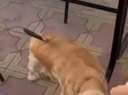 Работник киоска с шаурмой воткнул нож в спину собаки в Сочи. Полиция проводит проверку