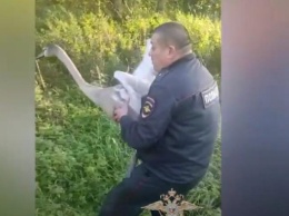 В Калининградской области полицейские подобрали на трассе лебедя и отвези его к озеру (видео)