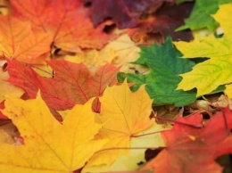 Опавшая листва может вызвать инфекцию в легких
