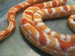 Житель Силикатного нашел экзотическую змею на балконе