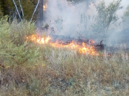 Под Саратовом из-за неосторожного обращения с огнем загорелся лес
