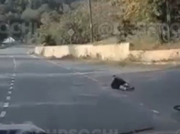 В Сочи на видео собака сбила велосипедиста. Тот серьезно пострадал