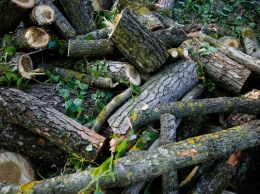 Прокурор: в Калининградской области гражданам выделяют мало древесины