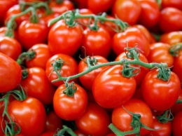 Власти предупредили о рисках роста цен на огурцы и помидоры из-за подорожания газа