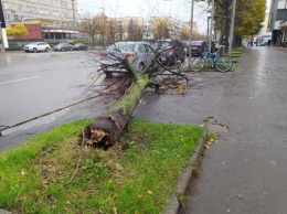 За сутки в Калининграде ветер повалил почти полсотни деревьев