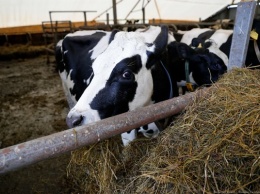 Неманские фермеры: у нас тоже перестают собирать молоко