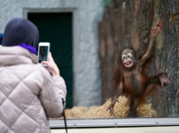 Калининградский зоопарк закрывается на период локдауна