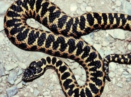 Теплая погода в Сочи: змеи не спят и скоро зацветут подснежники