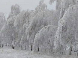 На Алтае мокрый снег оборвал провода и согнул деревья