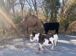 Верблюд с коровой и ослом сбежали от участия в рождественском вертепе в США