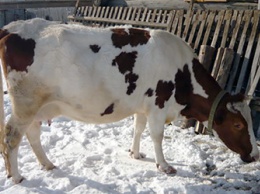 Коров с бруцеллезом привезли в Хабаровский край из Приамурья