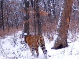 Тигрица Елена впервые попала на видео в Хинганском заповеднике