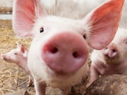 В пожаре на свинокомплексе в Короче погибли 300 свиноматок