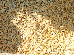 На границе с Казахстаном развернули грузовик с 20-ю тоннами пшеницы
