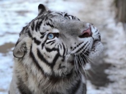 Тигры "переоделись" в зимние шубки в Улан-Удэ