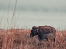 Исследователи из Кении заявили о беби-буме у африканских слонов