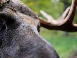 Общественники заподозрили депутата Рашкина во взятке мертвыми лосями