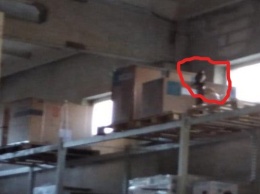 В Калининграде спасатели шумом выгоняли ястреба, который залетел на склады (фото)