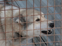 Соцсети: огромная породистая собака напала на ребенка у рынка в кузбасском городе