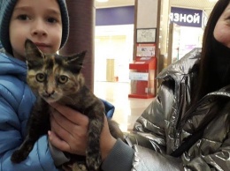 Зашел за продуктами, вернулся с котом: в Краснодаре зоозащитники раздают животных в торговом центре