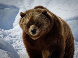 Пострадавший при встрече с медведем сибиряк выжил в тайге