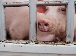 АЧС. На выплату компенсаций за убитых свиней потратили 3,8 млн рублей из бюджета