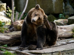 Пришел, увидел, поломал: в Калининградском зоопарке показали, как медведи катают тыкву (видео)
