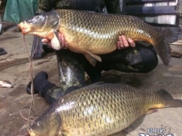 Мужчина поймал "рыб-мутантов" в пруду в Ростовской области
