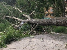 В Калуге из-за сильного ветра упали восемь деревьев