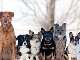 Белгородцам могут запретить выгуливать собак без намордников и поводков