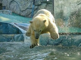 Белым медвежатам, впервые родившимся в Сафари-парке Геленджика, исполнится год