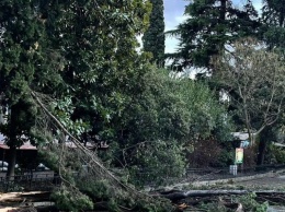 77 деревьев повалило ветром в Ялте
