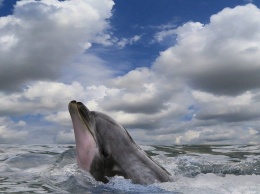 На сочинском пляже обнаружили мертвого дельфина